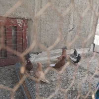 کبوتر رنگی سرو کله دار قشنگ