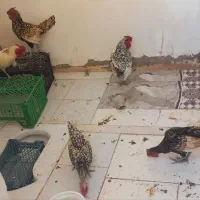 خروس مینیاتوری