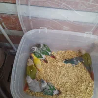 گرینچیک سرلاکی