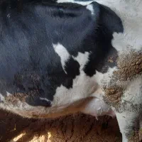 گاو باگوساله