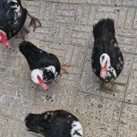 اردک مسکویی عالی