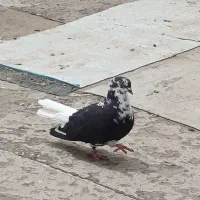 کفتر ماده ابلق شهرستانی