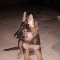 طوله سگ ژرمن