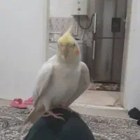 پرنده عروس هلندی