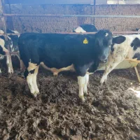 جوانه گوساله فریمان