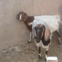 بز کل فروش فوری