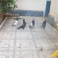 کبوتر پاکستانی