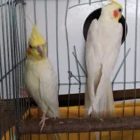 عروس هلندی