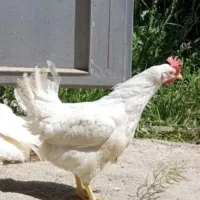 یک عدد مرغ جوان