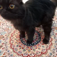 واگذاری گربه پرشین یک ساله