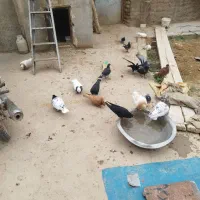 کبوتر فروشی