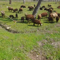 کارگر و اکیپ باغ اسپاریم جوان