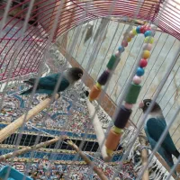 طوطی کوتوله