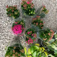 فروش انواع گل‌های آپارتمانی با بهترین کیفیت|گل و گیاه طبیعی|کازرون, |دیوار