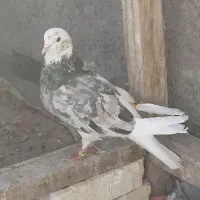 کبوتر شازده