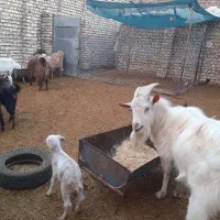 گوسفند بزرگ کوچیک نر ماده فروشی