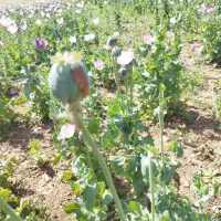 سرکارگرکشاورزی