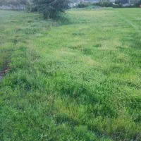 زمین باغی(داخل روستا) مناسب کاشت کیوی، برنج