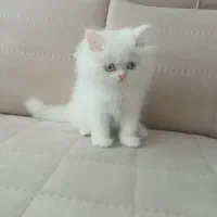 بچه گربه پرشین