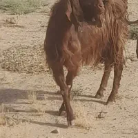 بز کل جوان