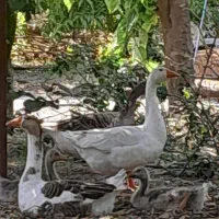 ۴ غاز بالغ و ۲ جوجه دو ماهه درشت