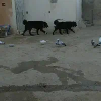 واگزاری سگ  لاس قدرجونی خالص ۶دنگ