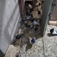 کبوتر پرشی وکله سیاه