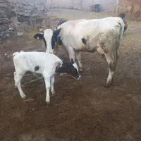 گاوشیری شکم اول با گوساله نر شیر۱۳ک