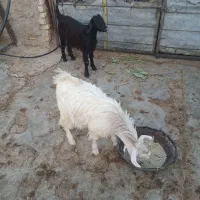 کهره ماده داشت وگوشت