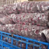 لبو و کلم سفید و قرمز و هویج شکسته