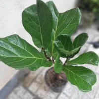 گلهای اپارتمانی درگلخانه پوناگل