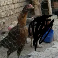 مرغ لاری