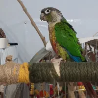 گرینچیک|پرنده|کرج, اصفهانیها|دیوار