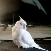 پرنده گمشده عروس هلندی