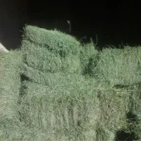 یونجه آلرام