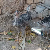 نیمچه خروس گلین طوسی تیره