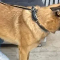 گمشده