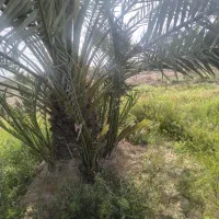فروش پاجوش برحی .و سعمران