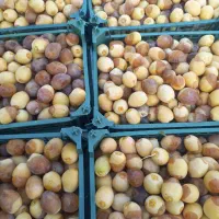 رطب خارک درجه یک برحی