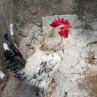 خروس