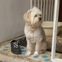 سگ گمشده مژده گانی 10 میلیونی