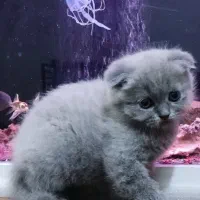 اسکاتیش بلو