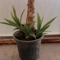 یوکا