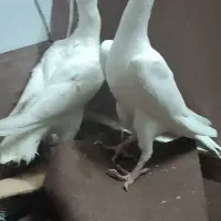 پرنده کبوتر کفترکاریر