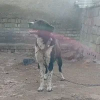 واگذاری سگ نگهبان