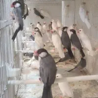 فنچ و مرغ عشق