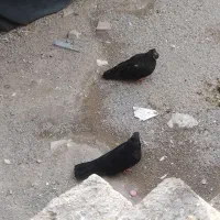 یه جفت سوسک درجه ۱