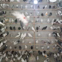 کفتر کفتر بازی