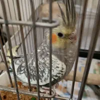 عروس هلندی مولد به همراه جوجه هاش