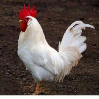 خروس محلی سفید ریش دار سالم و جوان